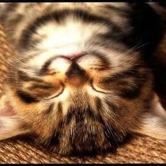 Kitten Gamezz
