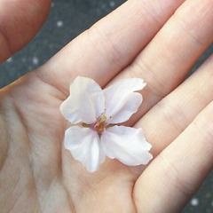つくね花寄