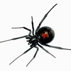 Black Widow Rose