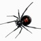 Black Widow Rose