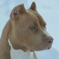 Dog mal r46