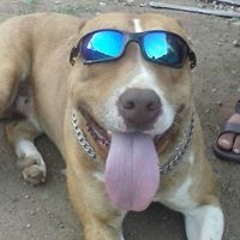 Higor Fipe