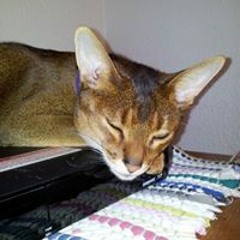 LaDene Coburn Lucier