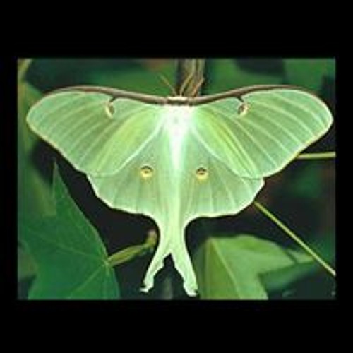 LUNA MOTH