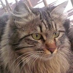Илхом Кадыров