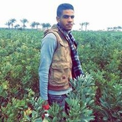 Mostafa Dawoud