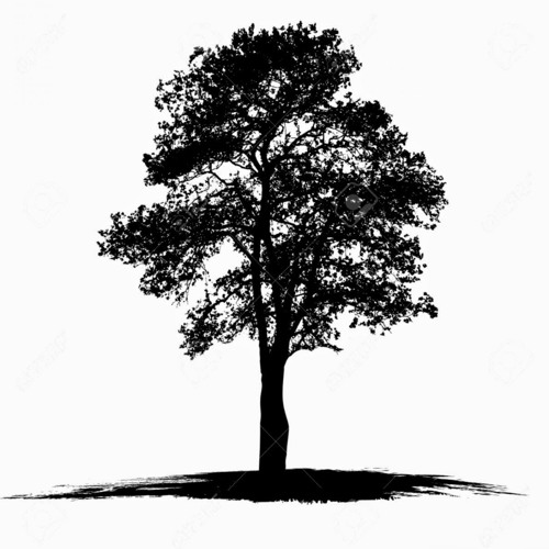 Follow the Trees’s avatar