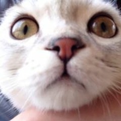 Тема Иванов