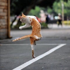 Gever Cat