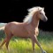 Palomino Pampeiro