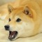 Laser Doge