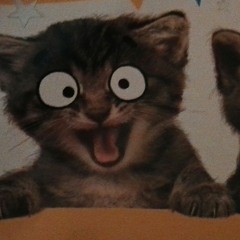 catsluvhouse