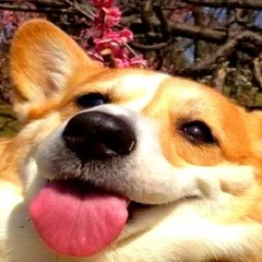 Corgi Butts