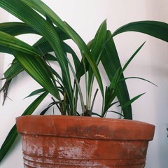 natalie sif playlists