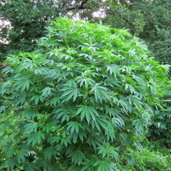 Mrrildom Kush