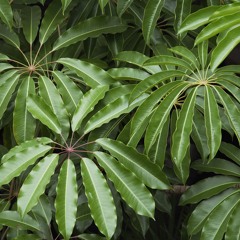Magic Plants