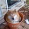 Dogeman Chicken