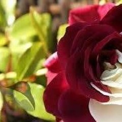 على علي معروف