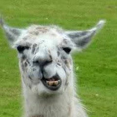 L1ama