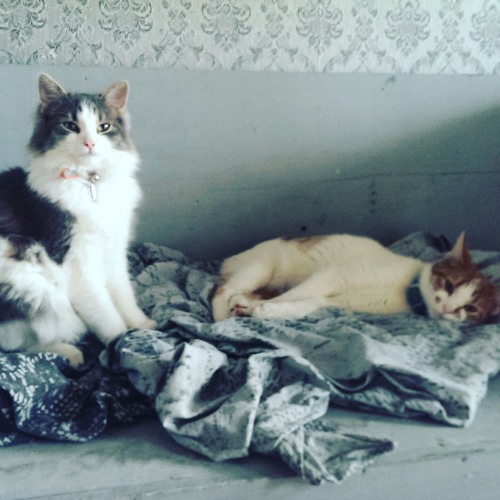 Stream Sabrina Janssen music Listen to songs, albums, playlists for