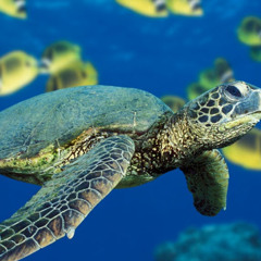 jahovajameson dudeman