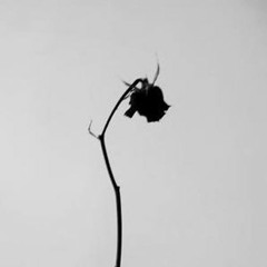 Ronald            Shea