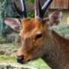 Savestate's Secret Dumpster