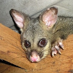 Resident Possum