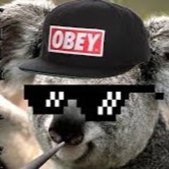 C.M.S vlogs