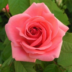 Fleur