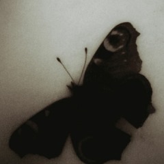 Lucid