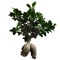 BooTree