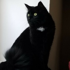 Tracy