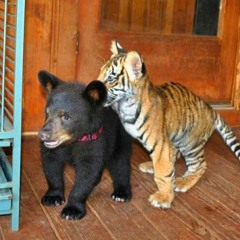 Bear And Tiger