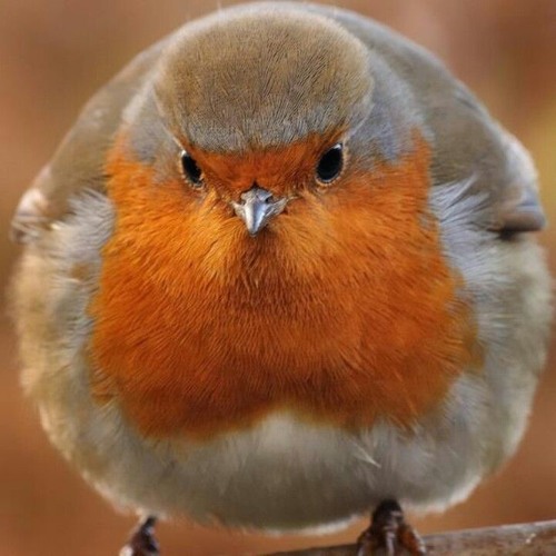 Fat Bird’s avatar