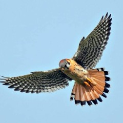 ornithological pursuits