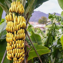 Onkel Tuca Bananas