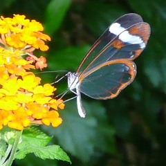 Jessica Abida Çınar