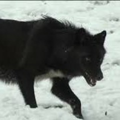 Kazanshin