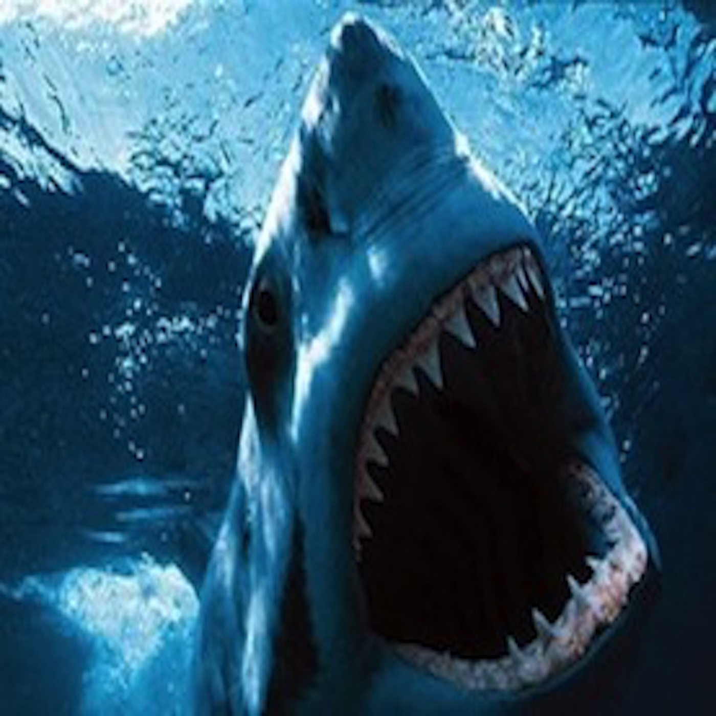 The Shark Attack