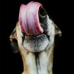 Thirsty pooch