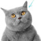 meow cat
