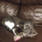 Sarah loves cats TV