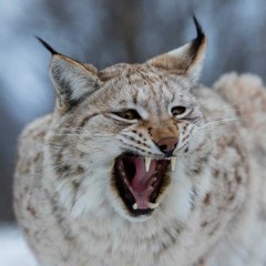 Lynx