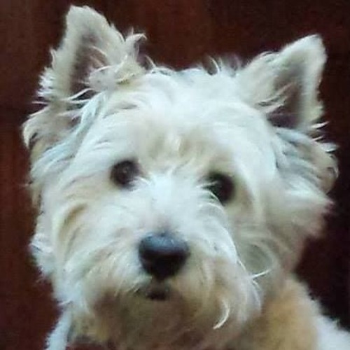 Stream Shirley Francis music Listen to songs, albums, playlists for