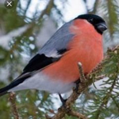 Соня Снегиревна