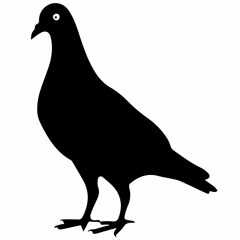 Pigeon Row // Publicity