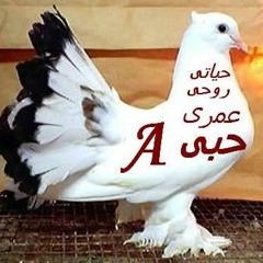 انستا الحياه
