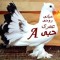 انستا الحياه