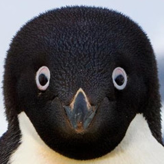Pablo The Memer